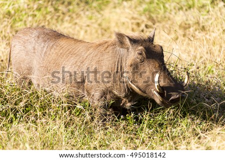 Warthog, Phacochoerus aethiopicus, single mammal, Tanzania Africa, The common warthog is a wild member of the pig family found in grassland, savanna