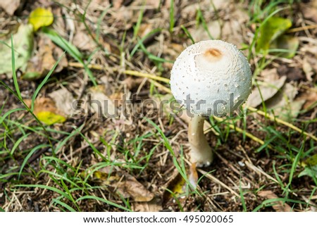 Psilocybin mushroom, also known as Magic Mushroom