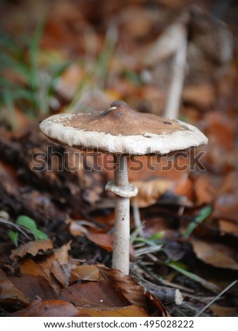 Mushroom (Macrolepiota mastoidea)