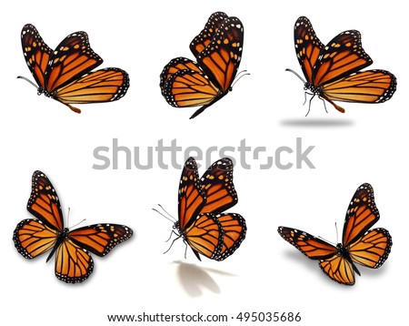 Beautiful Six monarch butterflies set, isolated on white background Royalty-Free Stock Photo #495035686