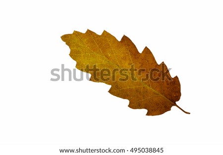 Autumn leaf of oak.
Autumn leaf of oak isolated on a white background
