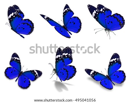 Beautiful Six blue monarch butterflies set, isolated on white background