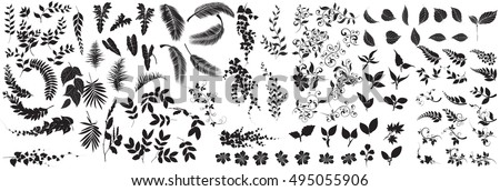 collection of  leaves