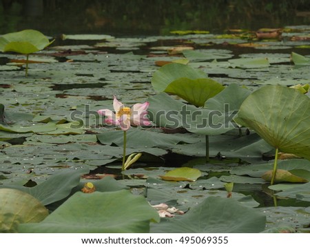 Lotus is surrounded by lotus leave in lake.