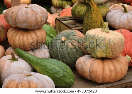 Pumpkins at Halloween and pumpkin market in USA.