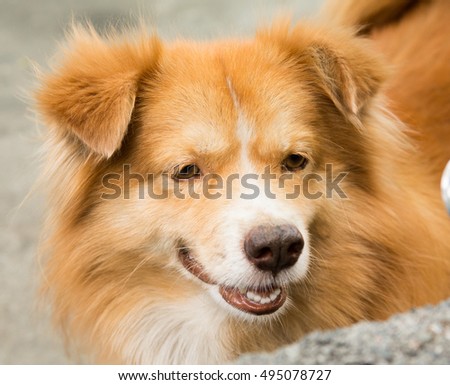 Page shaggy brown dog facing side