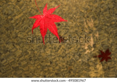 Maple leaf floating in water shot in front of the  temple of Buddhism Holy Land of Japan 




















