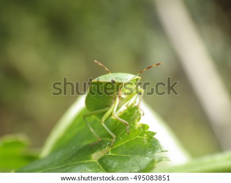 Chinch bug in nature