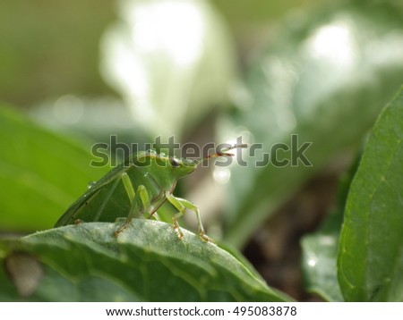 Chinch bug in nature
