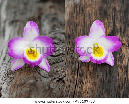 Orchid on Vintage Wooden Background