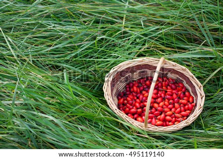 Red rose hips in wicker basket on green grass. Autumn concept. Copyspace left.