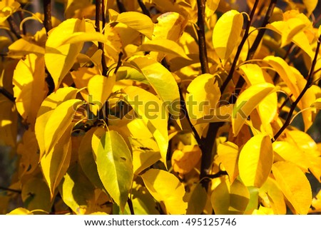Autumn yellow foliage as a background