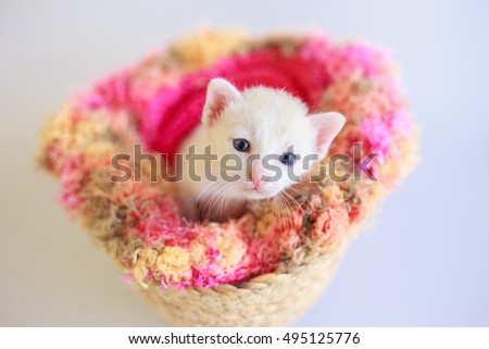 kitten isolated on white background