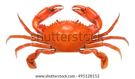 Crab isolated on white background. Royalty-Free Stock Photo #495128152