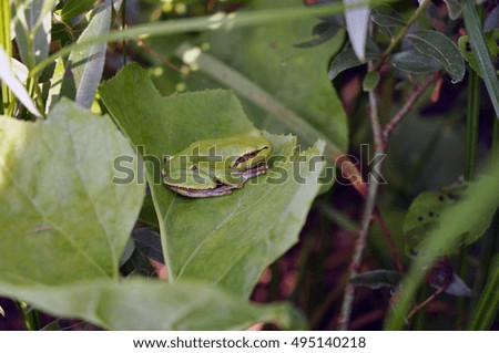 Frog sitting on a leaf.