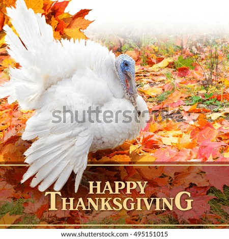  Happy Thanksgiving Greeting, turkey  on the background of autumn leaves 