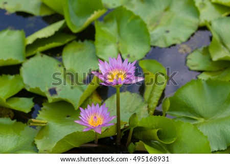 beautiful lotus flower in  nature 