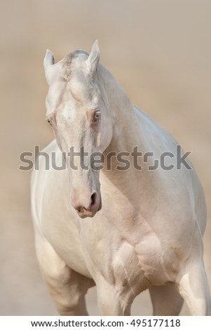 Perlino akhal teke horse  portrait 