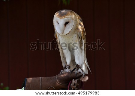 Close up on a rescued barn owl, Tyto alba, held by a caretaker, against brown barn background, selective focus