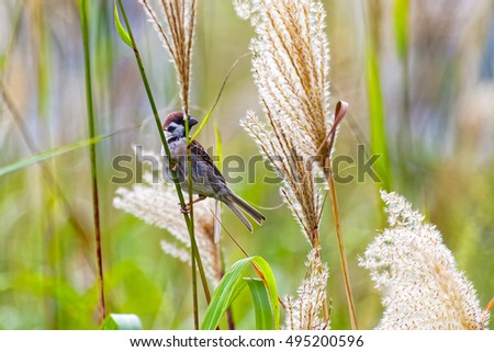 Sparrow and Japanese pampas grass