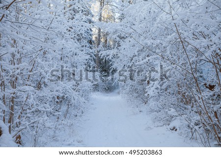 Frosted pine trees along narrow path in forest, sunrise time