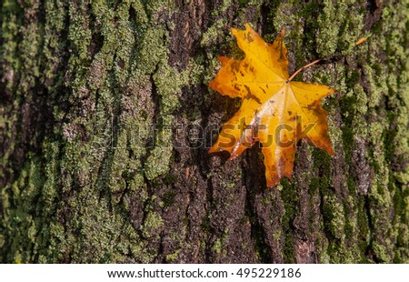autumn yellow leaf lies on the bark of a tree on a green moss