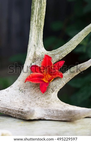 The photo shows one flower of a red Lily on the horns