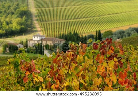 Farmhouse in Chianti with beautiful row of vineyards and colored leaves on foreground. Tuscany, italy.