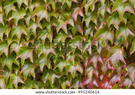 Detail of ivy in autumn. Ivy on the wall. Detail of red hedera helix on the wall