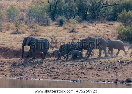 elephants drink in the morning in pilanesberg national park savanna south africa