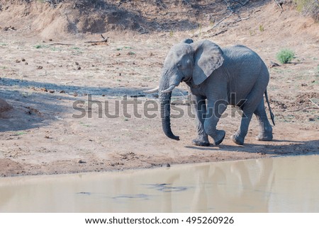 elephants drink in the morning in pilanesberg national park savanna south africa