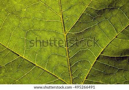 A macro detailed image of a green leaf. Selective focus. - Stock image