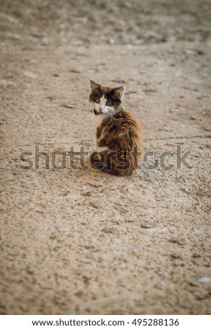 Lonely kitten in the street
