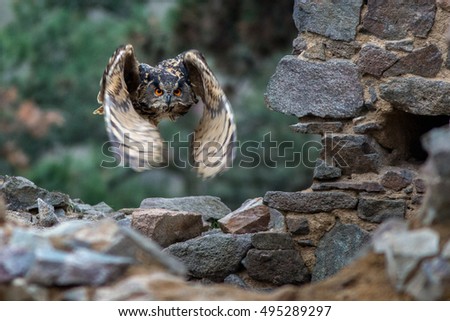 Eagle owl in flight, flying through old masonry with nature in background