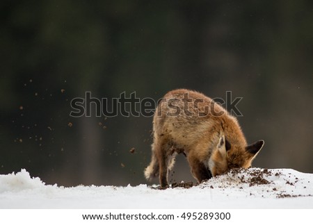 A red fox digging in the snowy ground with neutral nature background