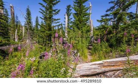 Pink fireweed in the forest. Bare trunks of burned trees. Mount St Helens National Park, East Part, South Cascades in Washington State, USA
