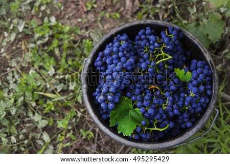 Cabernet Sauvignon grapes in bucket after harvest Royalty-Free Stock Photo #495295429
