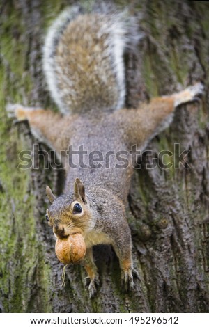 Adorable, fluffy grey squirrel with the nut, hanging upside down on the tree trunk. Photo taken in autumn when this common in London squirrels storing food for winter. Captured in Hyde Park. Royalty-Free Stock Photo #495296542