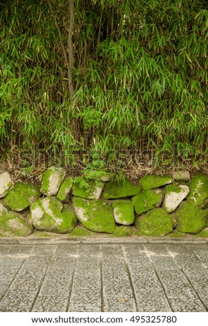 A bamboo grove along street.