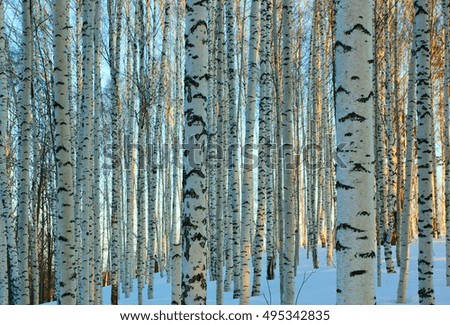 A birch grove in the winter.