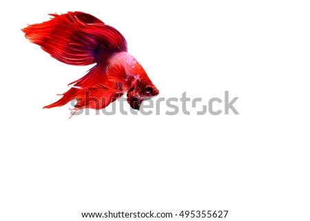 Capture the moving moment of white siamese fighting fish isolated on white background, Betta splendens,Gifts for Arabs,Thailand Culture be alive,Gifts for Europeans