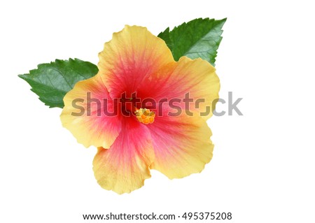 Yellow-pink Hibiscus on white background with path Royalty-Free Stock Photo #495375208
