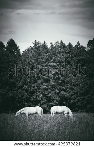 two white horses graze in a paddock field near forest. Grayscale vertical picture.