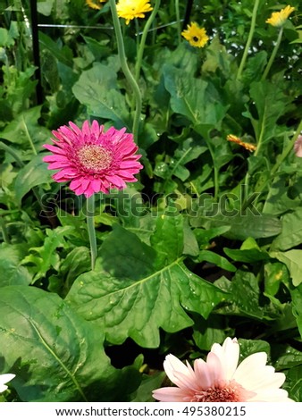 Colorful gerbera flower in the garden