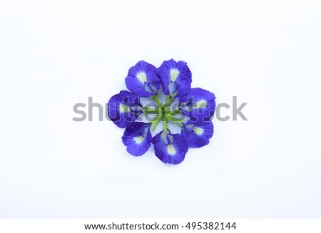 Beautiful blue flower,Butterfly Pea flower on white background 