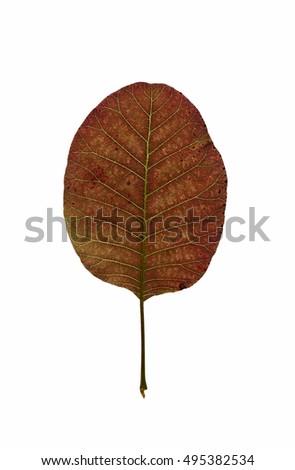 Leaf of Royal Purple smoke tree.Leaf of Royal Purple smoke tree isolated on a white background. Cotinus coggygria â??Royal Purpleâ?�