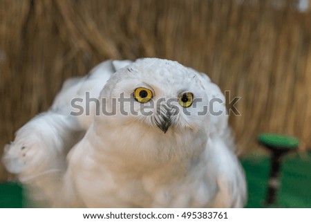White eagle owl looking something and ready to fly