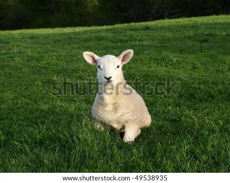 Spring Lamb in a Green Meadow