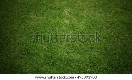 Grass texture background. artificial grass