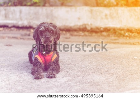 Black shaggy dog lying at the street, cross breed between a cock